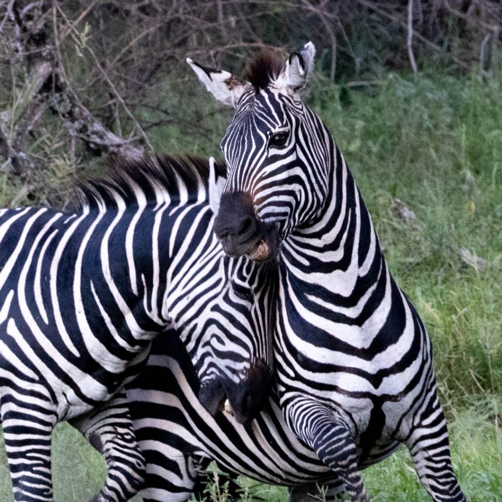 zebra1
