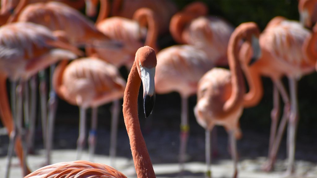 flamingo