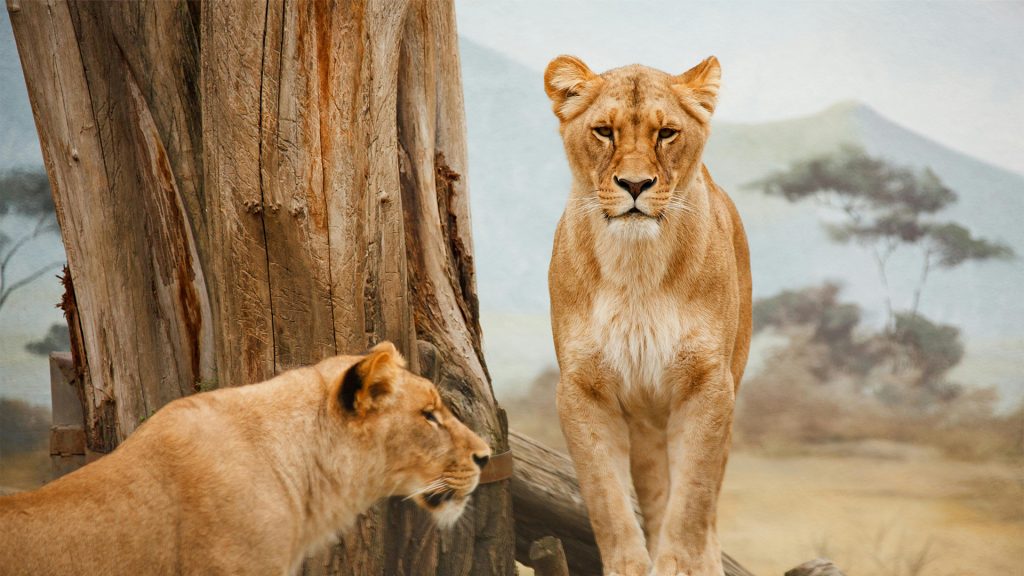 safari-lions