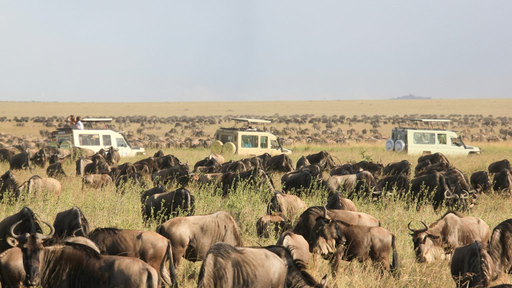 safari-van