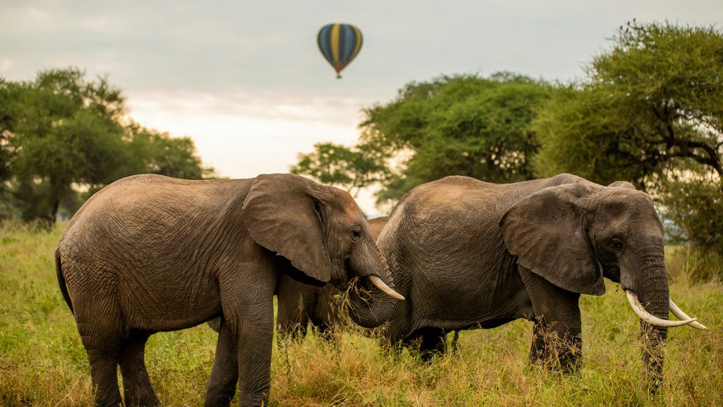 tarangire-elephants