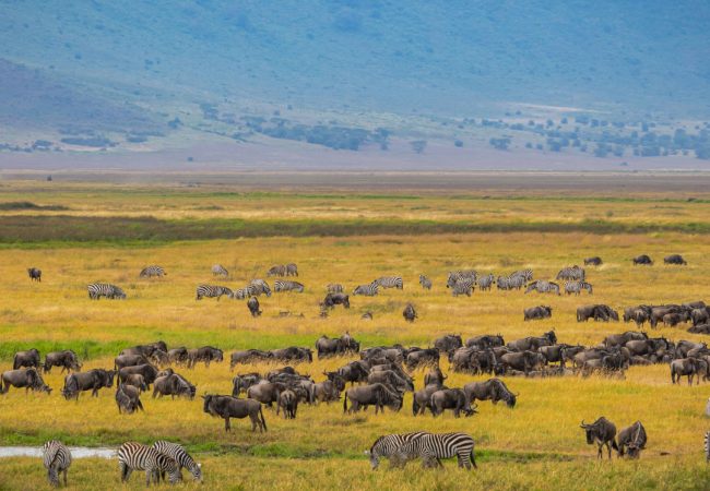 ngorongoro3