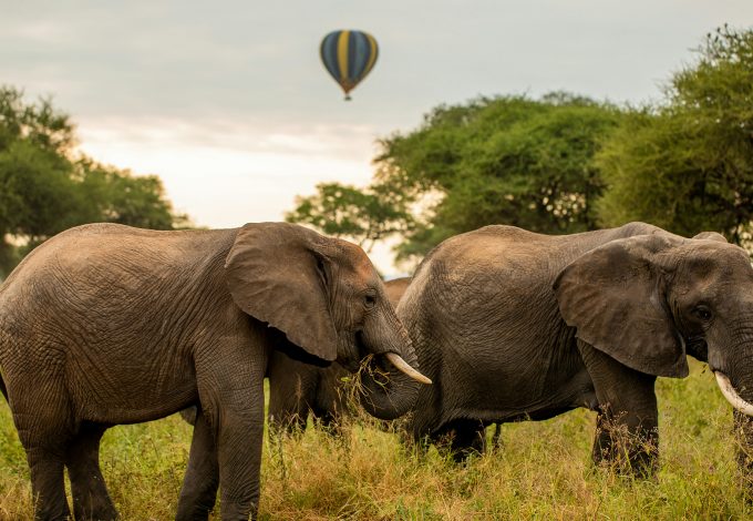 tarangire-elephants
